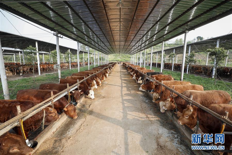 (圖文互動)(4)疏通產(chǎn)業(yè)鏈堵點 保障“菜籃子”供應(yīng)——重慶養(yǎng)殖大區(qū)力促養(yǎng)殖業(yè)補損復(fù)產(chǎn)