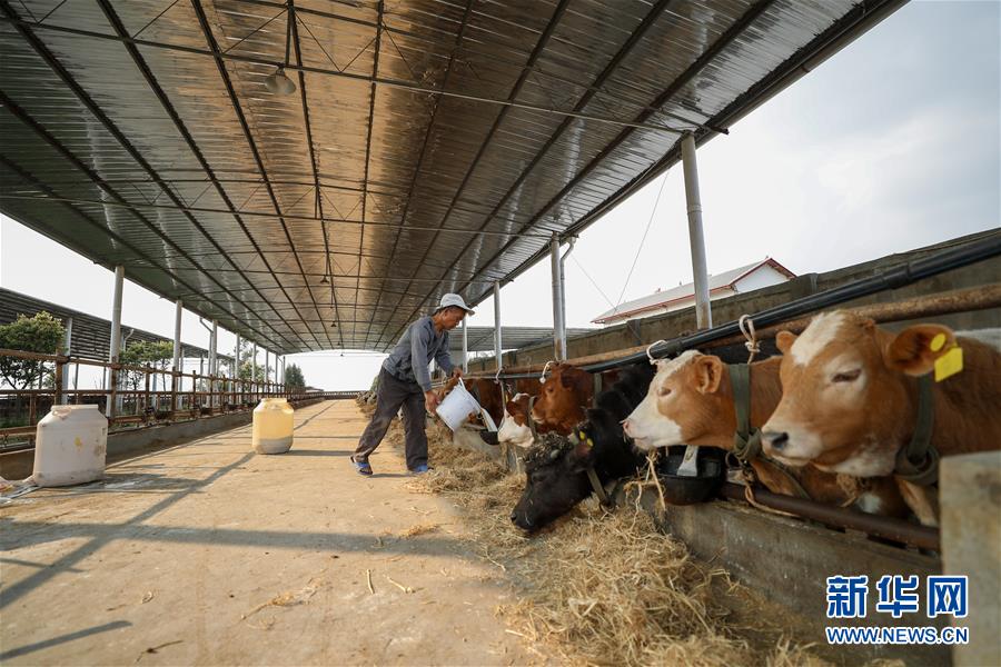 (圖文互動)(5)疏通產(chǎn)業(yè)鏈堵點(diǎn) 保障“菜籃子”供應(yīng)——重慶養(yǎng)殖大區(qū)力促養(yǎng)殖業(yè)補(bǔ)損復(fù)產(chǎn)