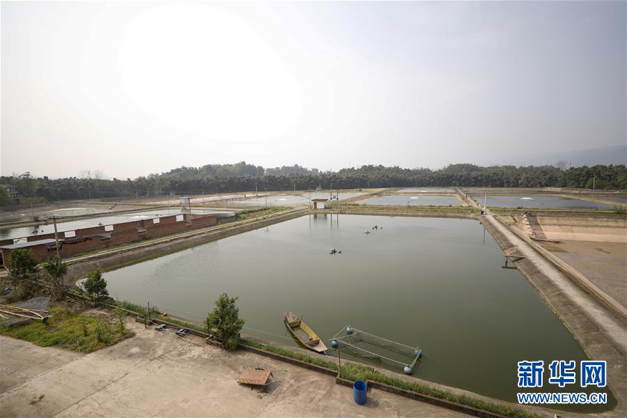 （圖文互動）（6）疏通產(chǎn)業(yè)鏈堵點 保障“菜籃子”供應(yīng)——重慶養(yǎng)殖大區(qū)力促養(yǎng)殖業(yè)補損復(fù)產(chǎn)