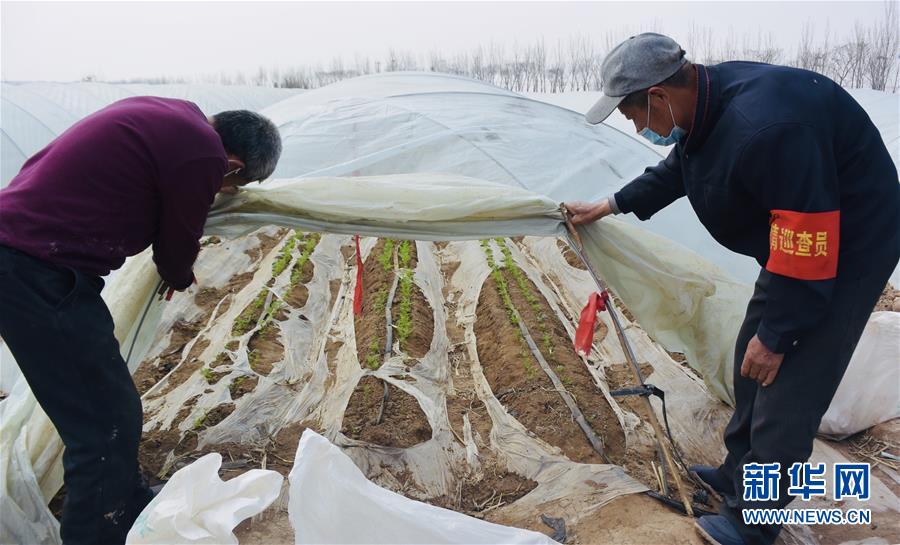 (脫貧攻堅·圖文互動)(2)天津:惠豐前村種下脫貧致富“新希望”