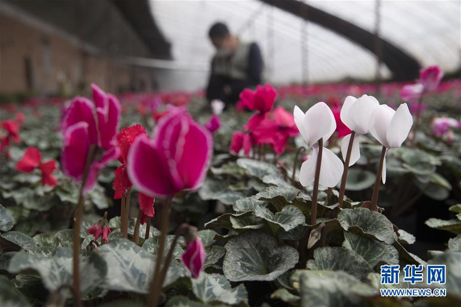 （在習(xí)近平新時(shí)代中國(guó)特色社會(huì)主義思想指引下——新時(shí)代新作為新篇章·習(xí)近平總書記關(guān)切事·圖文互動(dòng)）（2）希望的田野，希望的春天——各地農(nóng)業(yè)生產(chǎn)新動(dòng)態(tài)掃描