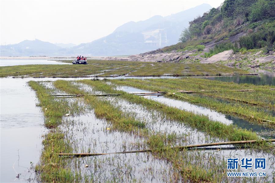 (圖文互動(dòng))(1)長(zhǎng)江魚(yú)的新家