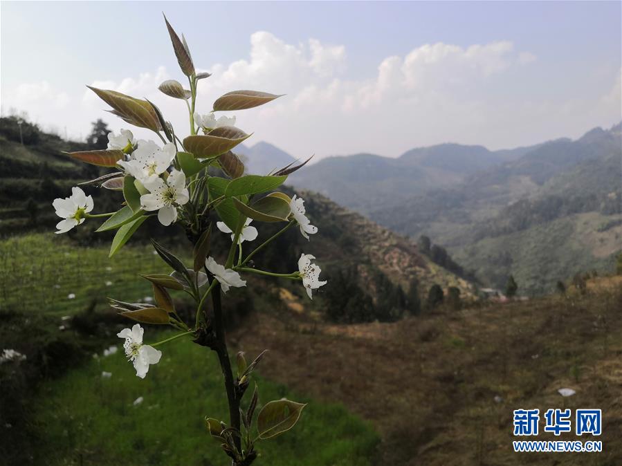 （決戰(zhàn)決勝脫貧攻堅(jiān)·圖文互動(dòng)）（1）寄相思，償夙愿——5封清明“家書(shū)”里的決戰(zhàn)決勝信念