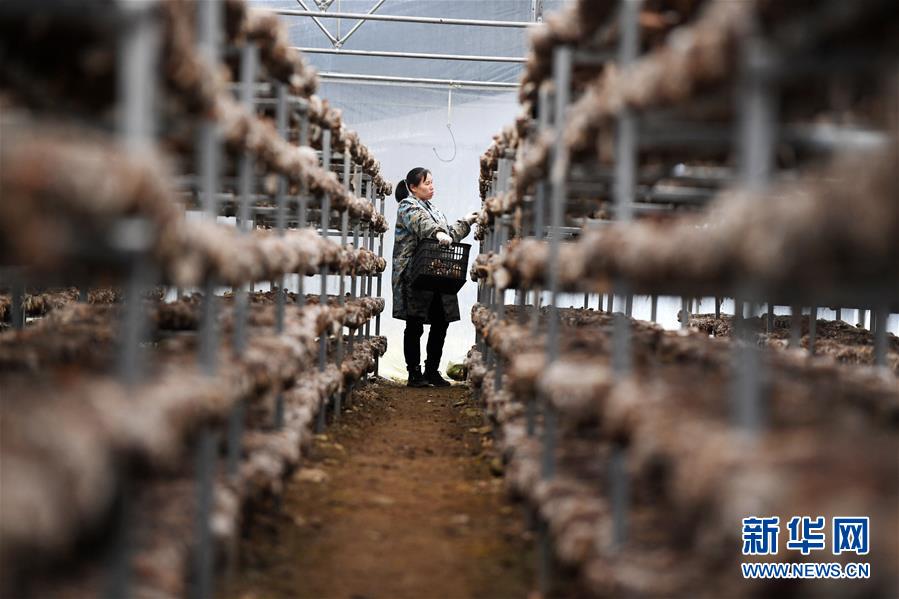 (決戰(zhàn)決勝脫貧攻堅(jiān)·圖文互動(dòng))(5)多重保障 不漏一人——貴州一個(gè)脫貧“摘帽”縣的防貧機(jī)制探索