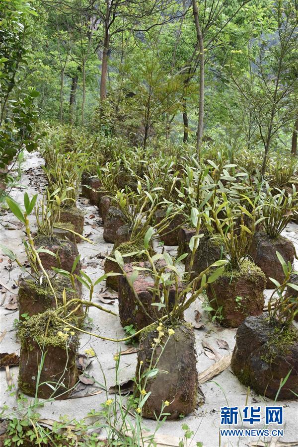 （決戰(zhàn)決勝脫貧攻堅·圖文互動）（3）這個脫貧縣的石頭為何比土金貴？
