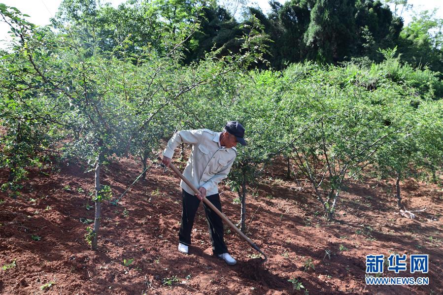 (決戰(zhàn)決勝脫貧攻堅(jiān)·圖文互動)(4)暮投石壕村