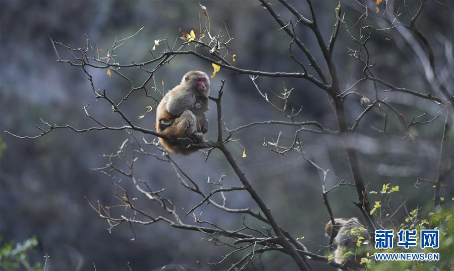 (新華全媒頭條·圖文互動(dòng))(9)待到滿山紅葉時(shí)——三峽重慶庫(kù)區(qū)踐行新發(fā)展理念面面觀