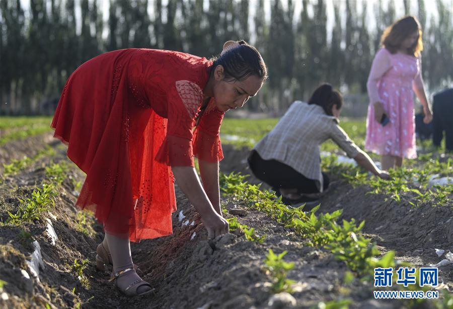 （圖文互動(dòng)）（6）“沙漠高地”的美好家園