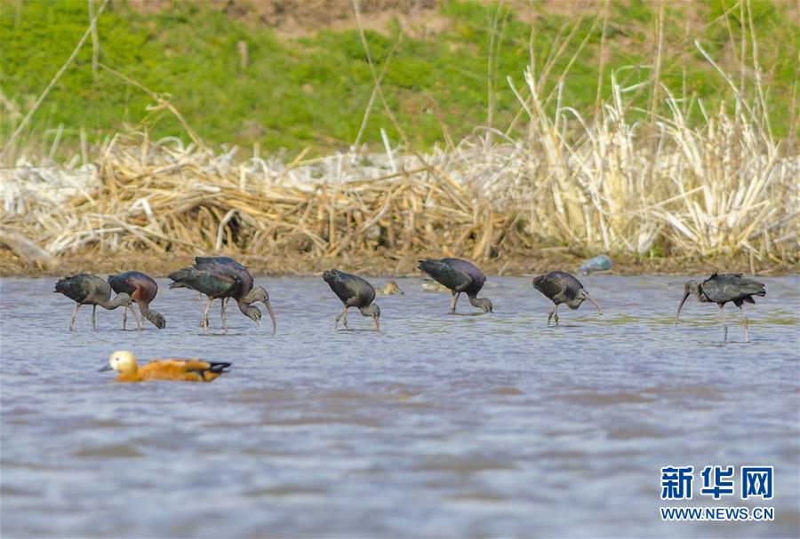 (圖文互動(dòng))(3)云南大理首次記錄到珍稀物種彩鹮自然繁殖