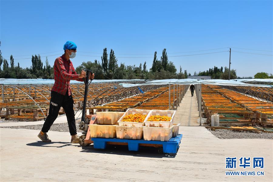 (決戰(zhàn)決勝脫貧攻堅(jiān)·圖文互動(dòng))(4)新疆“杏鄉(xiāng)”:杏果飄香 走出深閨助脫貧