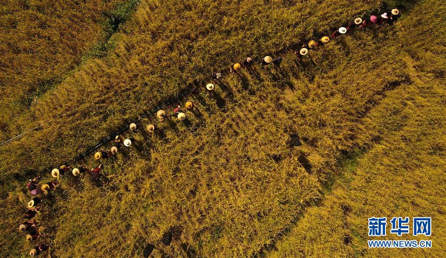 (走向我們的小康生活·圖文互動(dòng))(2)黎苗山鄉(xiāng)種養(yǎng)“老行當(dāng)”擦亮“綠色牌”