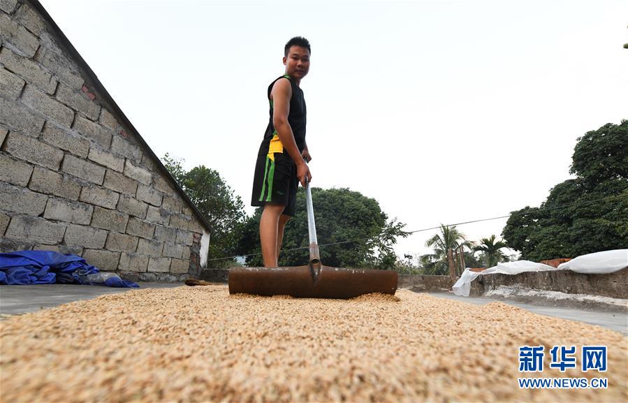 (走向我們的小康生活·圖文互動(dòng))(4)黎苗山鄉(xiāng)種養(yǎng)“老行當(dāng)”擦亮“綠色牌”