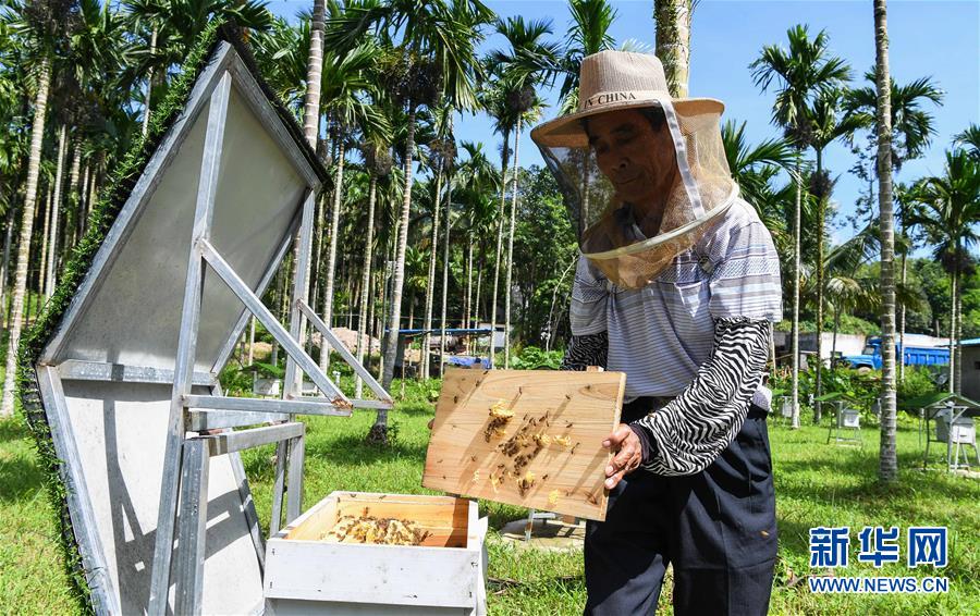 (走向我們的小康生活·圖文互動(dòng))(7)黎苗山鄉(xiāng)種養(yǎng)“老行當(dāng)”擦亮“綠色牌”