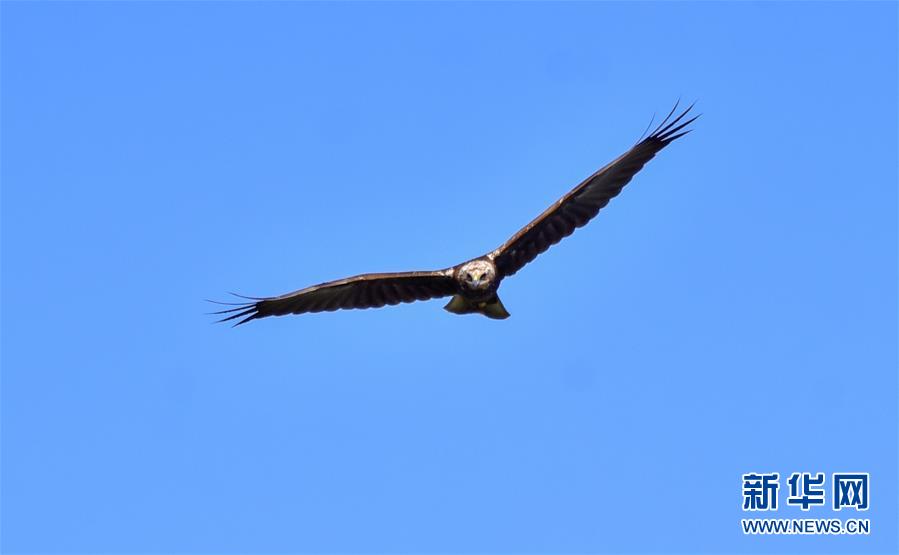 （新華網(wǎng)·圖文互動）（2）云南保山首次記錄到國家重點(diǎn)保護(hù)野生動物白頭鷂