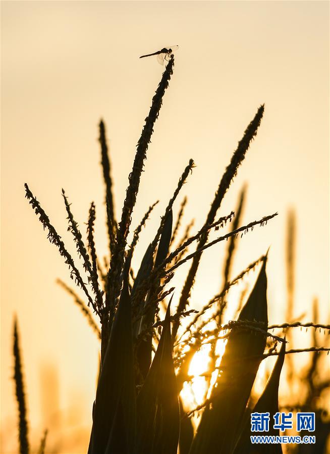 (在習近平新時代中國特色社會主義思想指引下——新時代新作為新篇章·習近平總書記關(guān)切事·圖文互動)(9)讓百姓吃得飽還要吃得好——夯實糧食安全基礎(chǔ)端牢中國飯碗