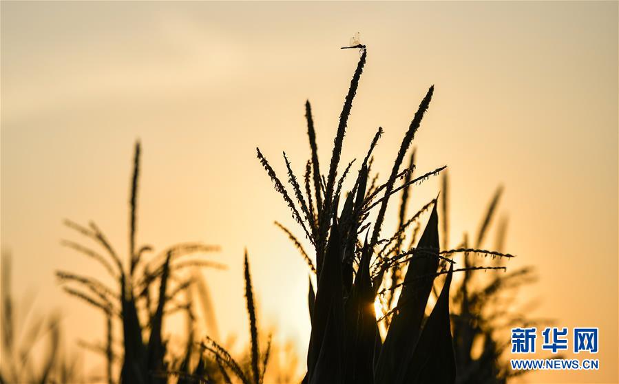 （在習(xí)近平新時代中國特色社會主義思想指引下——新時代新作為新篇章·習(xí)近平總書記關(guān)切事·圖文互動）（1）為黑土加“油”——“耕地中的大熊貓”，我們這樣保護