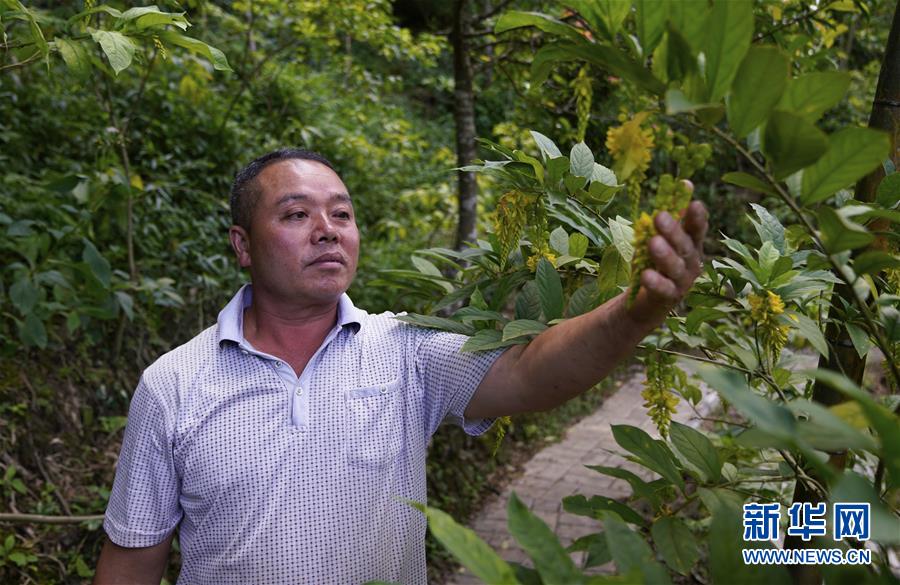 (新華全媒頭條·走向我們的小康生活·圖文互動(dòng))(4)“靠山吃山”的新路徑——探尋大瑤山的“幸福密碼”