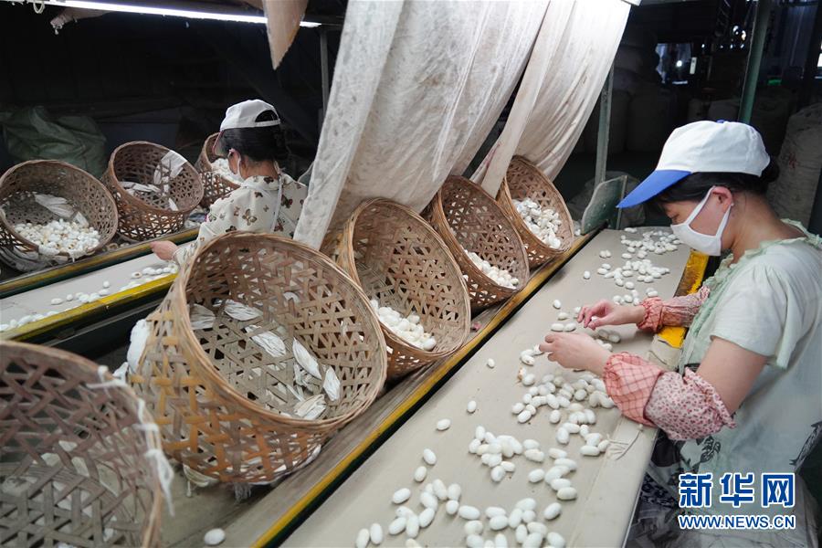 （走向我們的小康生活·圖文互動(dòng)）（1）綠了青山，紅了日子——秦巴山區(qū)群眾繪出小康“調(diào)色板”