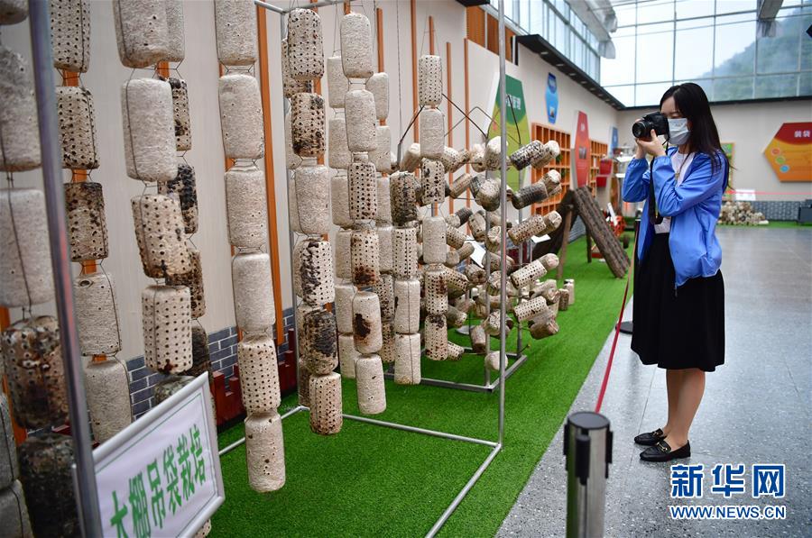 （走向我們的小康生活·圖文互動(dòng)）（6）綠了青山，紅了日子——秦巴山區(qū)群眾繪出小康“調(diào)色板”