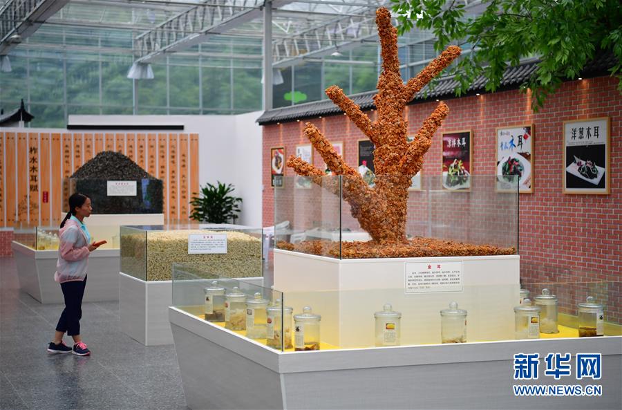 (新華全媒頭條·走向我們的小康生活·圖文互動)(4)蹚出綠色小康路——陜南秦巴山區(qū)的脫貧答卷