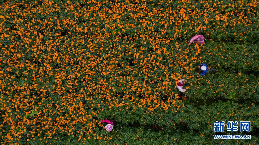 （圖文互動）（2）幸?；ㄩ_——高黎貢山下“萬畝花海”帶富美麗鄉(xiāng)村