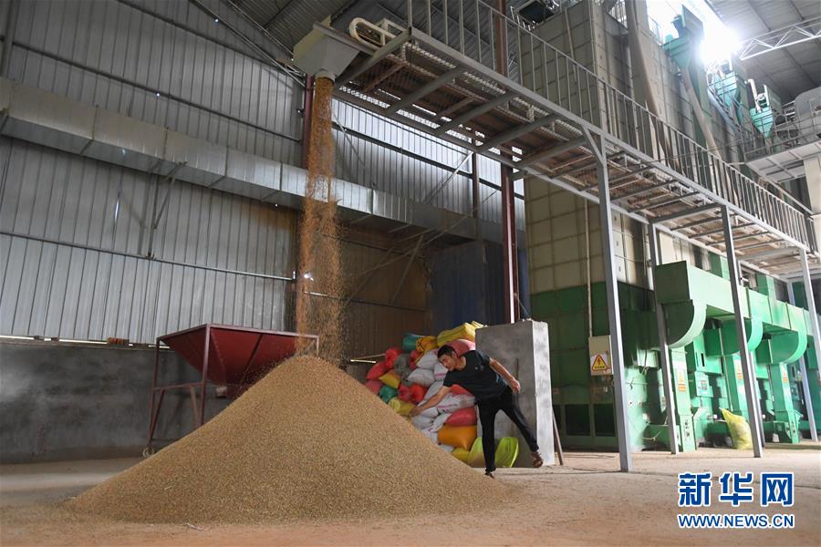 （新華視點·聚焦餐桌外的浪費·圖文互動）（1）農(nóng)戶儲糧損失達8%！設(shè)施普遍簡陋，蟲害霉變堪憂