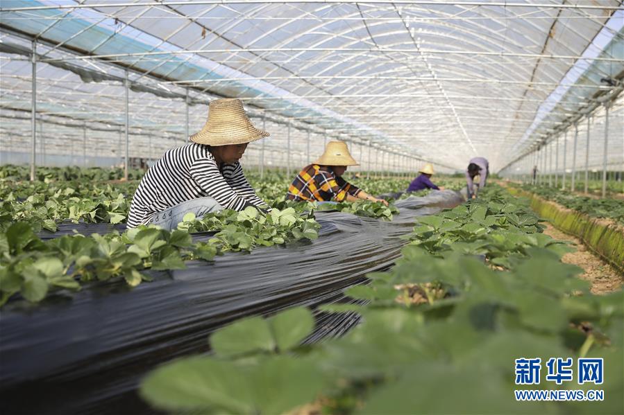 （新華全媒頭條·決戰(zhàn)決勝脫貧攻堅·督戰(zhàn)未摘帽貧困縣·圖文互動）（12）不獲全勝，決不收兵——全國52個掛牌督戰(zhàn)貧困縣脫貧攻堅紀實