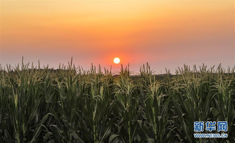 (新華全媒頭條·圖文互動(dòng))(2)為現(xiàn)代農(nóng)業(yè)探新路——來(lái)自吉林梨樹(shù)的田野報(bào)告