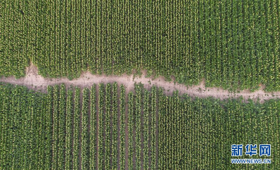 (新華全媒頭條·圖文互動(dòng))(4)為現(xiàn)代農(nóng)業(yè)探新路——來(lái)自吉林梨樹(shù)的田野報(bào)告