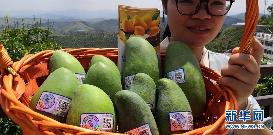 （決戰(zhàn)決勝脫貧攻堅·圖文互動）（7）同飲一江水 攜手“斬窮根”——深圳對口廣西河池、百色扶貧協(xié)作見聞