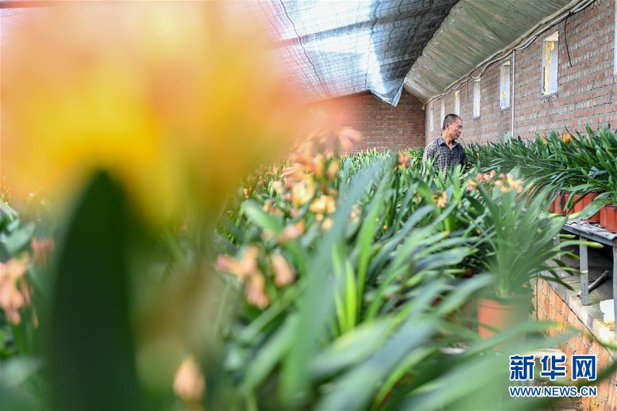 (決戰(zhàn)決勝脫貧攻堅·圖文互動)(1)君子蘭在脫貧攻堅戰(zhàn)場上“綻放”