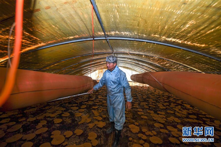 (決戰(zhàn)決勝脫貧攻堅·圖文互動)(2)從“因殘致貧”到“帶頭脫貧”——吉林靖宇有這樣一位“脫貧英雄”