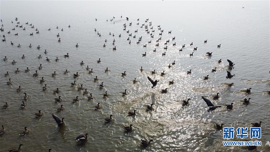 (新華全媒頭條·圖文互動(dòng))(12)長(zhǎng)淮新“斗水”記——寫在新中國(guó)治淮70年之時(shí)