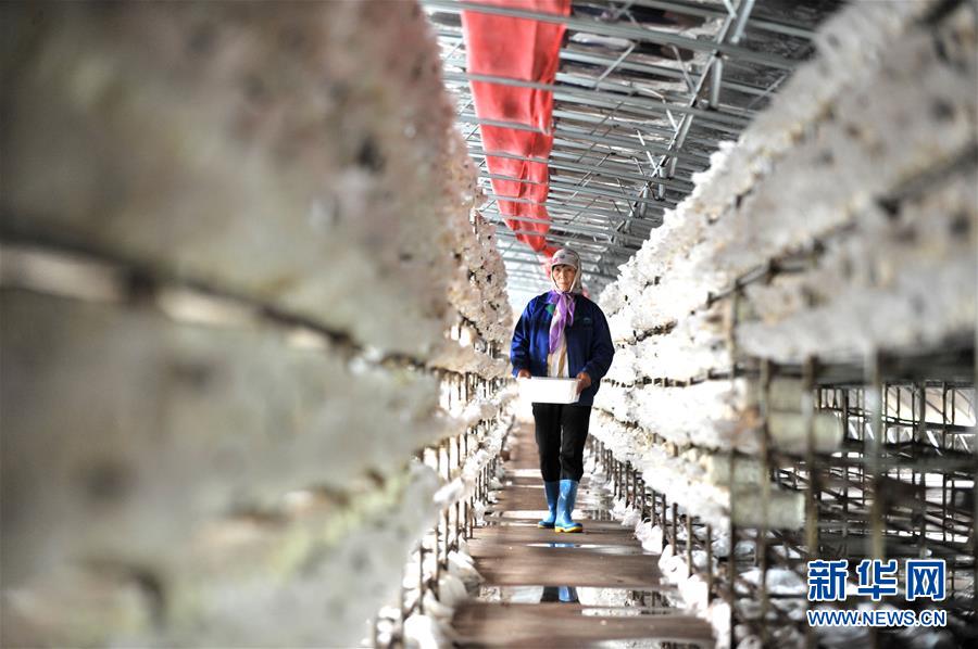 （習近平的小康故事·圖文互動）（6）“我很期盼的一件事，就是讓鄉(xiāng)親們飽餐一頓肉”——習近平和脫貧攻堅的故事