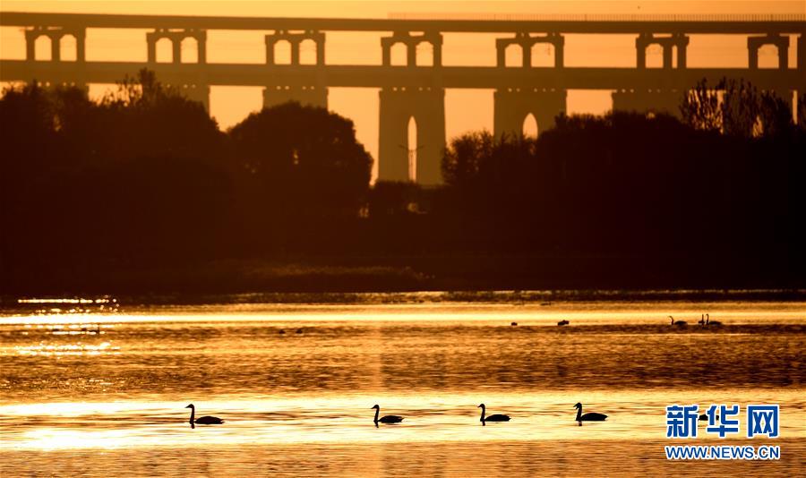 (新華全媒頭條·圖文互動)(7)從“四亂”突出到生態(tài)修復 黃河漸成中原“綠飄帶”