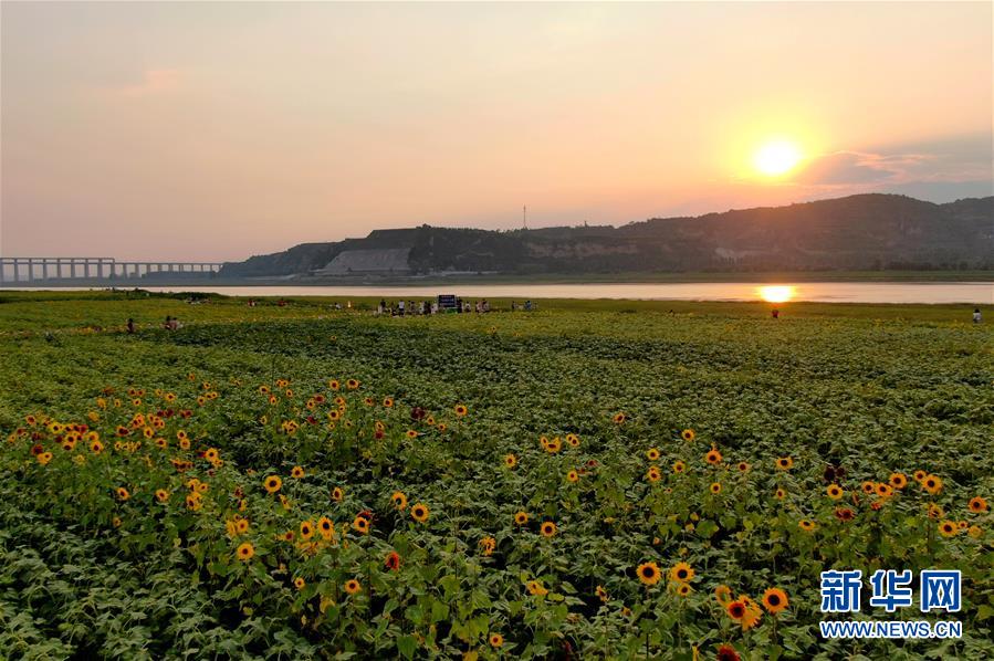 (新華全媒頭條·圖文互動)(12)從“四亂”突出到生態(tài)修復 黃河漸成中原“綠飄帶”