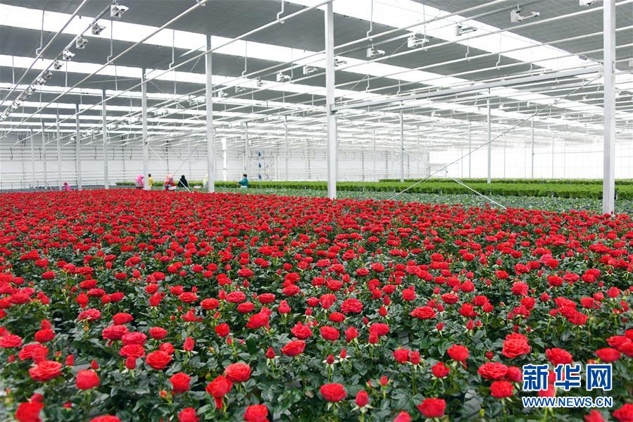 (五中全會(huì)精神在基層·圖文互動(dòng))(2)從黃土荒坡到萬(wàn)畝良田——蘭州新區(qū)現(xiàn)代農(nóng)業(yè)發(fā)展“變奏曲”