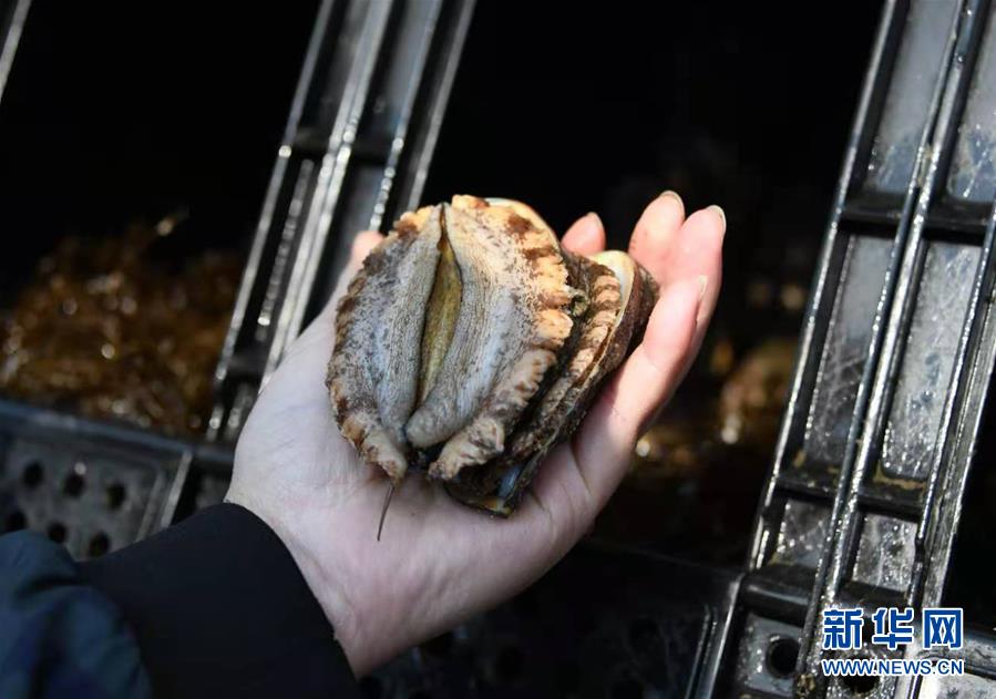 (新華全媒頭條·圖文互動(dòng))(3)“拔”海起牧場(chǎng) “耕”海新牧歌