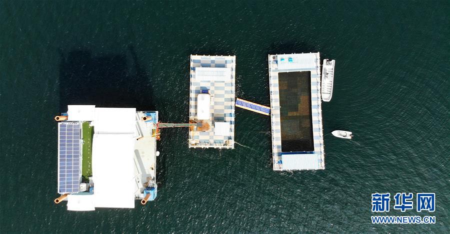 (新華全媒頭條·圖文互動(dòng))(8)“拔”海起牧場(chǎng) “耕”海新牧歌