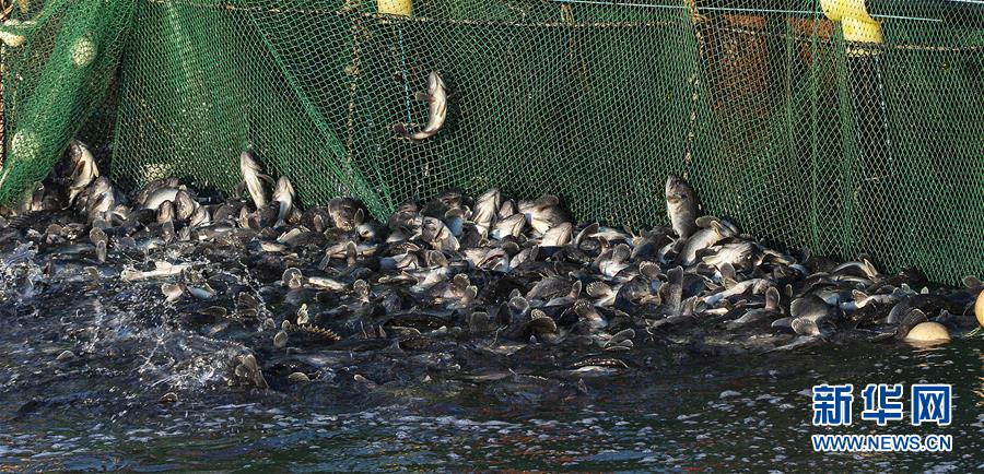 #(新華全媒頭條·圖文互動(dòng))(13)“拔”海起牧場(chǎng) “耕”海新牧歌