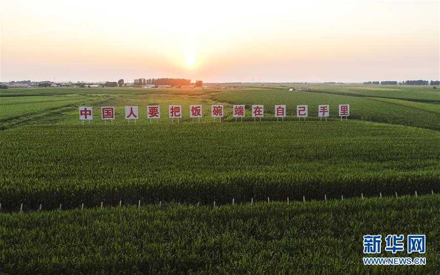 (在習(xí)近平新時(shí)代中國特色社會(huì)主義思想指引下——新時(shí)代新作為新篇章·習(xí)近平總書記關(guān)切事·圖文互動(dòng))(1)讓百姓吃得飽還要吃得好——夯實(shí)糧食安全基礎(chǔ)端牢中國飯碗