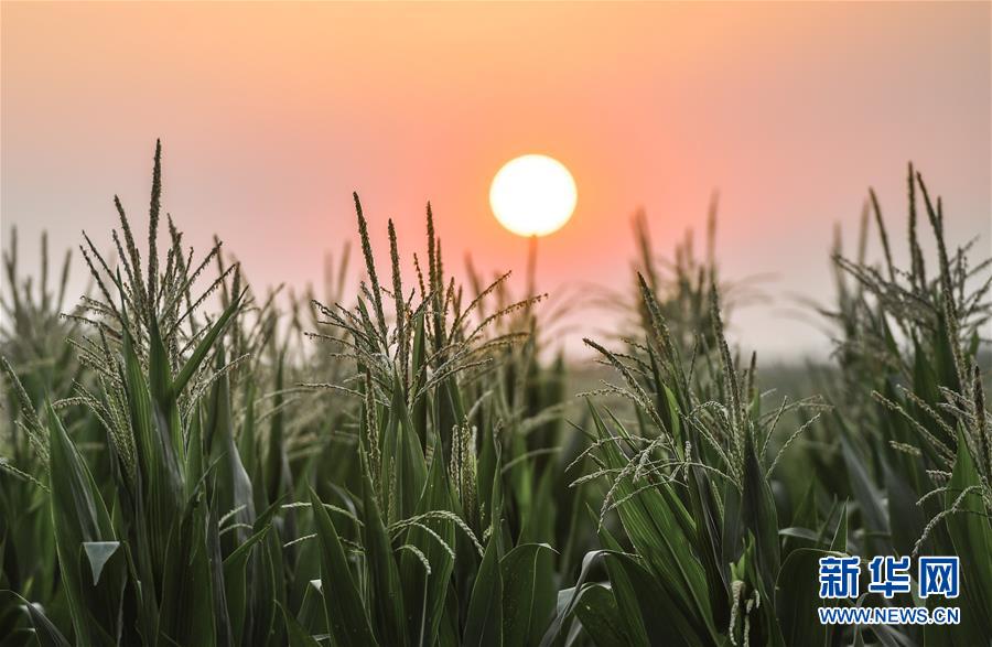 (在習(xí)近平新時(shí)代中國特色社會(huì)主義思想指引下——新時(shí)代新作為新篇章·習(xí)近平總書記關(guān)切事·圖文互動(dòng))(7)讓百姓吃得飽還要吃得好——夯實(shí)糧食安全基礎(chǔ)端牢中國飯碗