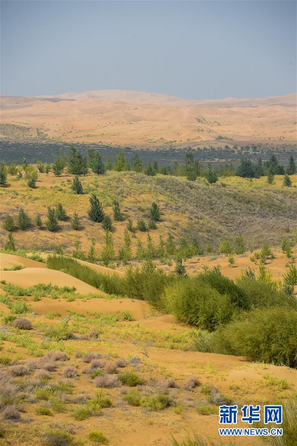 （在習(xí)近平新時(shí)代中國(guó)特色社會(huì)主義思想指引下——新時(shí)代新作為新篇章·習(xí)近平總書(shū)記關(guān)切事·圖文互動(dòng)）（6）綠意，在黃沙中鋪展——我國(guó)防沙治沙紀(jì)實(shí)