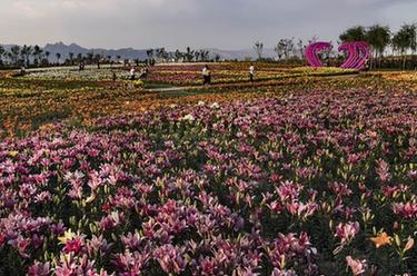 寧夏石嘴山:“塞上江南”現(xiàn)花海