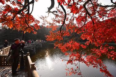 江西廬山:楓葉美景迎客來(lái)