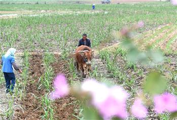 廣西:春來農(nóng)事忙