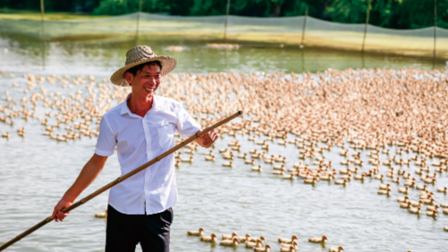 金黃滿塘樂開懷