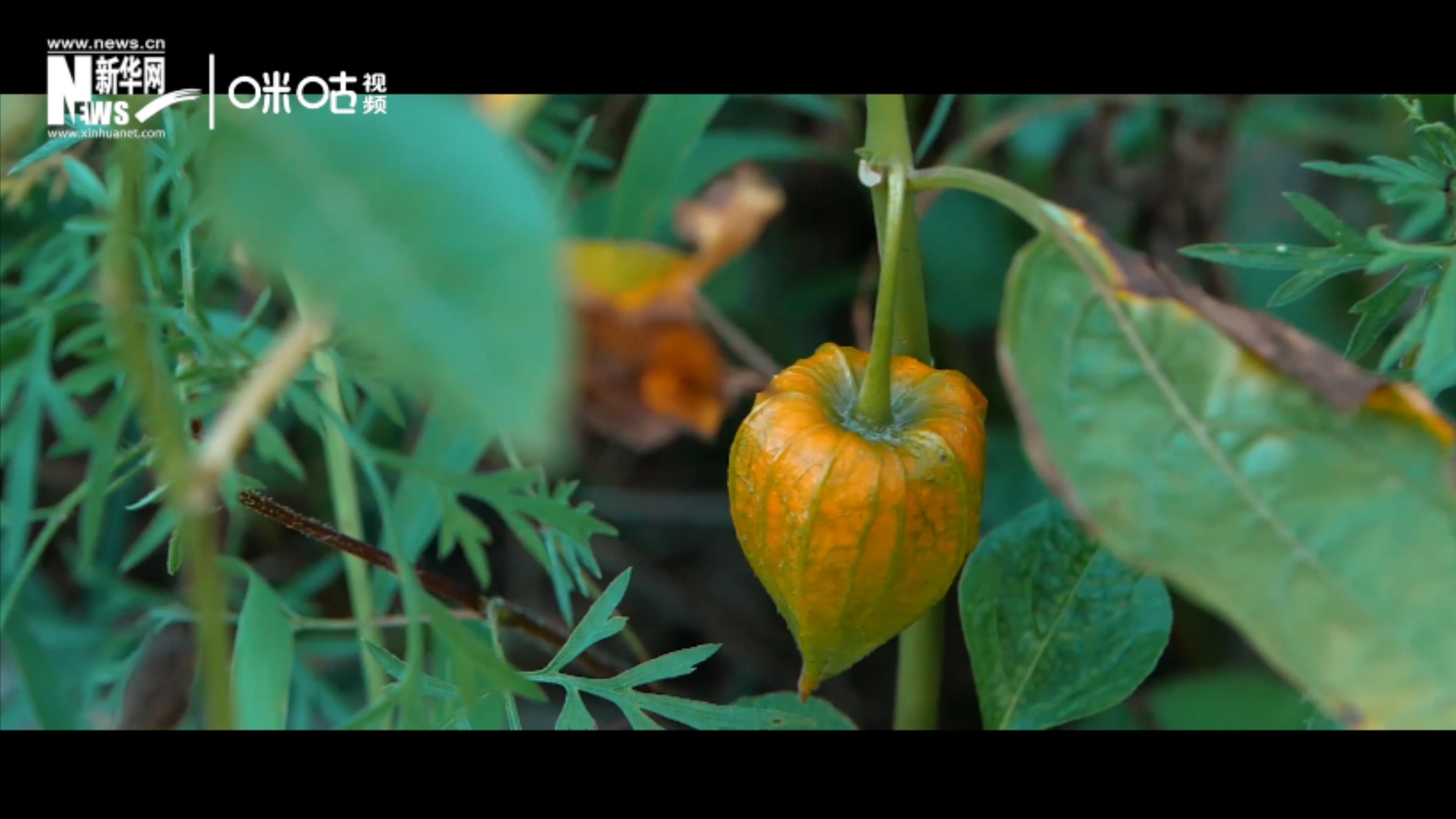 第十九集:森林密語