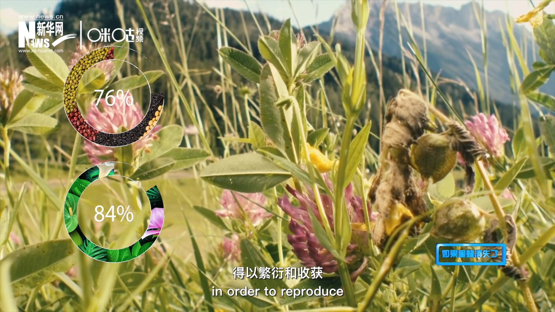 世界上百分之七十六的糧食作物和百分之八十四的植物，通過蜜蜂傳授花粉得以繁衍和收獲