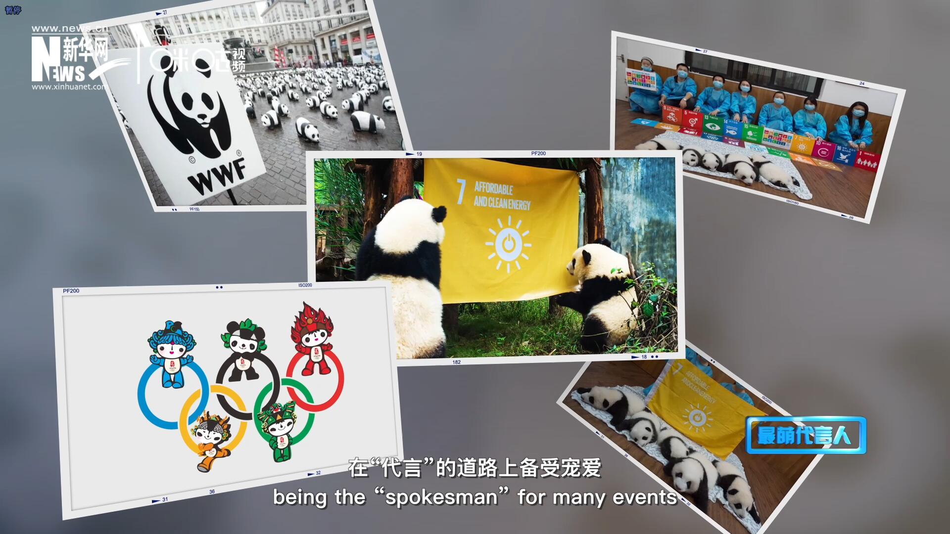 大熊貓在世界各地圈粉無數(shù)，在“代言”的道路上備受寵愛。